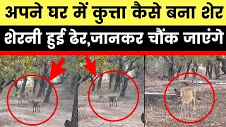 Gir National Park: Stray Dog- Lioness fight, गिर के जंगल में कु्त्ता बना शेर, शेरनी को भगाया