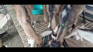 VLOG#123.FEEDS NA ANG PINAPAKAIN KO SA KAMBING#viralvideo #goat #subscribe#vlog @maryfearagon9225