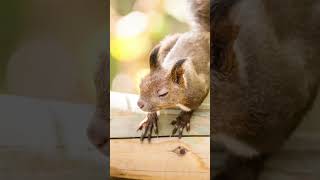 エゾリス🐿️#エゾリス#北海道 #動物写真