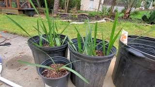 Sabal Palmetto seedling transplant