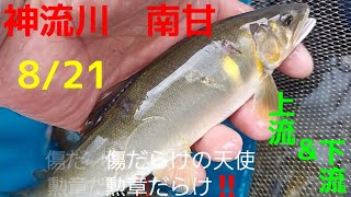 鮎釣り　神流川　南甘　8/21 傷だらけの天使⁉️