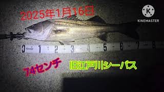 2025年1月16日、旧江戸川シーバス、74センチです。後、2本ばらしました。今年も頑張ります、宜しくお願いします。