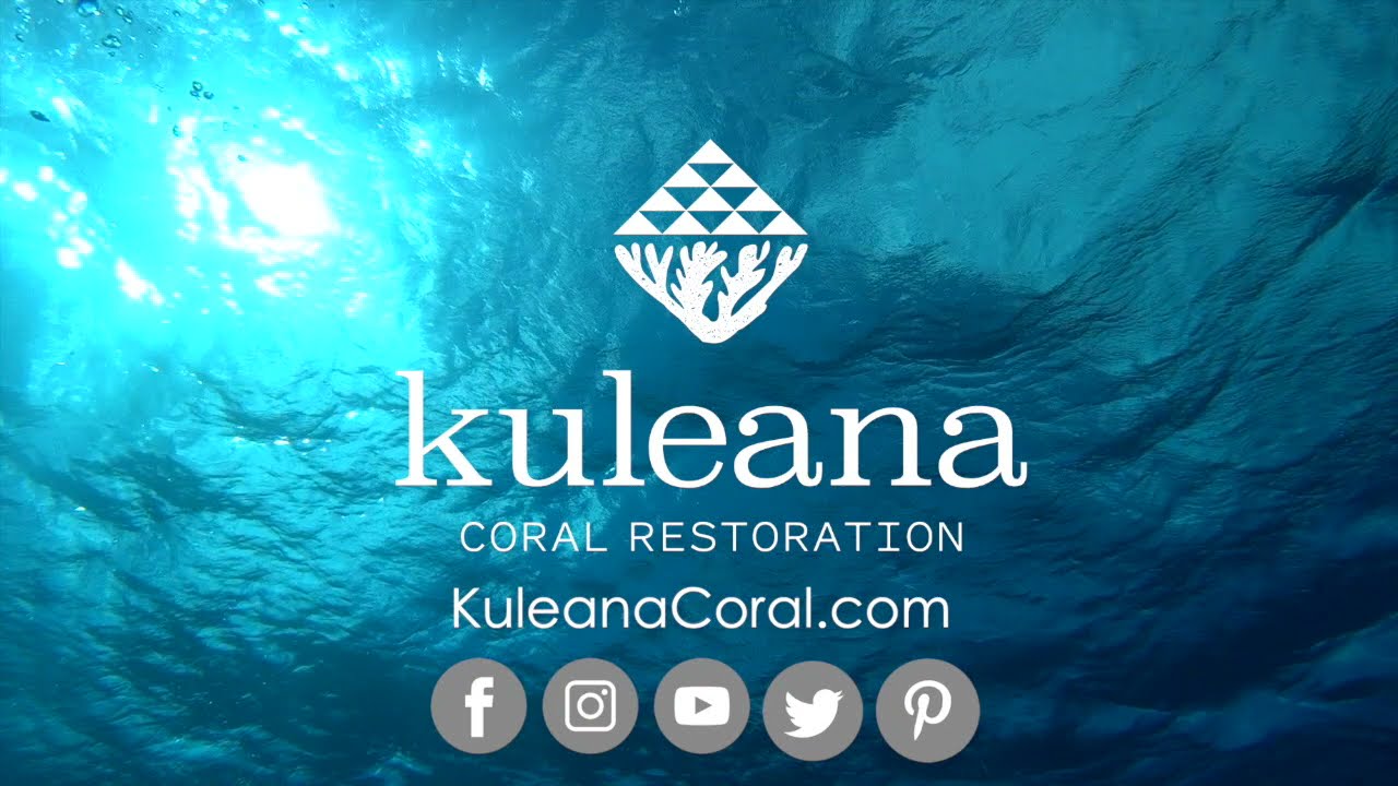 Kuleana Coral - Restoring Coral Reefs In Hawaii - YouTube