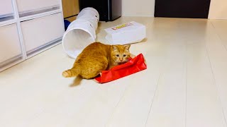 猫用福袋に大満足な２匹🦫🐇cats are very happy with the lucky bag🌟ENG