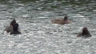 I0175　大分川　水の上で毛繕い　キンクロハジロ　カップル2組　Oita River　grooming on water　Tufted Duck