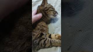 日課の朝撫で！今日も朝から癒やされてます。2024.06.20 #shorts #愛猫 #猫 #猫動画 #ポポ様