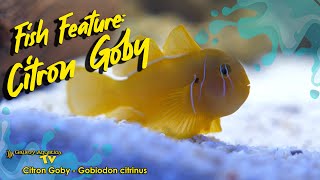 Fish Feature: Citron Goby - Gobiodon citrinus