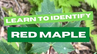 Learn to Identify Red Maple