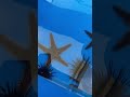 ふれあい水族館🐟はじめてのヒトデとウニ❗️