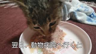 脳に障害のある子猫『カイ』との生活が始まった！