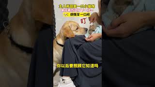 主人带回家一只小猫咪，狗子佯装试探，结果下一秒#funny  #萌宠  #pets