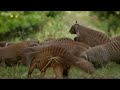 battle against the stripes banded brothers the mongoose mob bbc earth