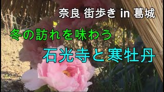 奈良 街歩き 80 冬の訪れを味わう　石光寺と寒牡丹 in 葛城 (with English subtitles )　中将姫伝説のある寺で癒やしのひとときを！