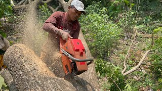 Husqvarna 3120xp Vs Stihl ms 881 chainsaw ‼️