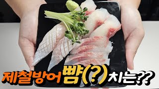 제철 양식 밀치(가숭어)는 방어도 이길 수(?)있는 생선 입니다만!?