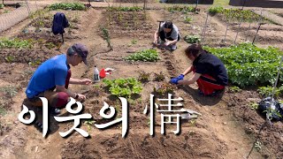 [초보농부 VLOG 🧑‍🌾] 텃밭 가꾸기 한 달 차, 이웃의 정을 느낍니다..❤️ | 도시텃밭 | 강감찬 텃밭 |