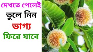 কদম গাছের উপকারীতা কি | কদম গাছের গুনাগুন | kadam gacher upakarita | kadam gacher gunagun