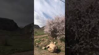 Spring in Smaquly بەھاری سماقولی