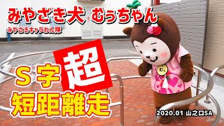 【みやざき犬】むぅちゃんのＳ字超短距離走 (202001山之口SA）