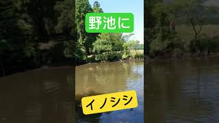 猟犬に追い込まれ野池を泳ぐイノシシ　#猪猟　#猟犬　#狩猟