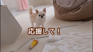 トイレするのに応援を催促する兄犬と、必ずチェックしてくれる妹犬。