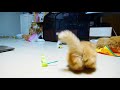 【マンチカンズ】マンチカン子猫の追いかけっこ~kittens playing tag~