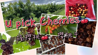 摘樱桃，樱桃干！U Pick Cherries，Dry Fruits！