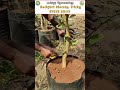 அதிக விளைச்சல் தரும் சாத்துக்குடி 🍊🌱💸 sathukudi mosambi fruit farming farmers agriculture