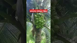 pesona kelapa hijau #fruit #garden #agriculture #buah #kelapahijau