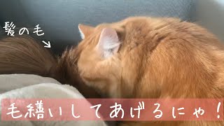 寝てる飼い主の髪の毛を毛繕いする猫