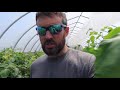 hydroponic tomato farming how we grow and harvest grape tomatoes in greenhouses