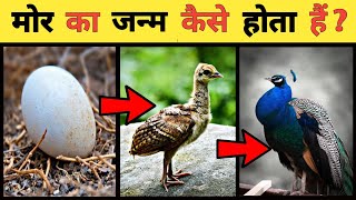 मोर का जीवन चक्र | Peacock Life Cycle Video | Life Cycle Of Peacock In Hindi | Country Darshan