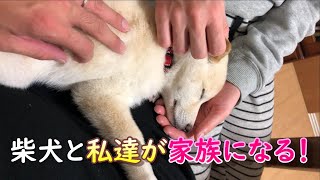 この姿を見て子犬の柴犬が２か月で私達家族の一員になったと感じた瞬間でした！【迎えて２か月間の記録】