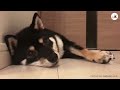 おねむでも、どんな時でも、お手してくれる柴犬…♡【pecotv】