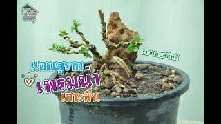 Gu Bonsai Workshop : แอบดูรากเพรมน่าเกาะหิน