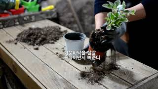 꽃집삼촌이 알려주는 분갈이 방법(기초편)