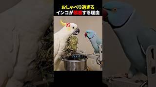 おしゃべり過ぎるインコが誘惑する理由