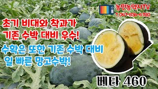 [농민농약사TV] 핵가족 시대 선호도가 늘어나는 미니수박! 망고수박 베타460을 소개합니다.