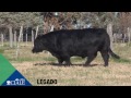 ciale alta toro legado angus negro