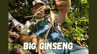 Big Ginseng - Finding Good Mountain Ginseng Roots