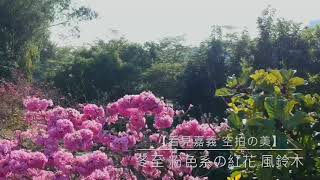 【看見嘉義 空拍の美】 冬至 粉色系の紅花 風鈴木