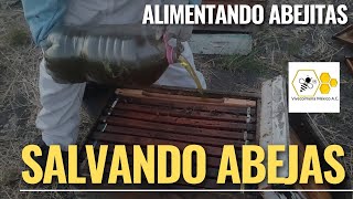 Alimentamos a nuestras abejitas!