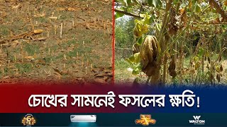 বৈরি আবহাওয়ার সাথে পেরে না ওঠায় শঙ্কা বাড়ছে ফলন বিপর্যয়ের | Chuadanga Heat Impact | Jamuna TV