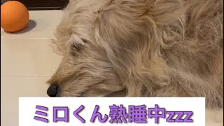 愛犬が冷たい床で熟睡しています　ダップー　子犬　生後5ヶ月　#shorts