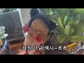 우리집아이들도 아픈아이들이 생겼어요~ 그래서 이방법으로 치로중succulents