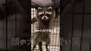 たぬき可愛い#タヌキ #動物オモシロ動画