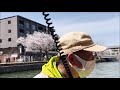 京都🌸平安神宮【岡崎🚤桜回廊十石船めぐり】 cherry blossoms🌸okazaki jikkokubune boat ride🚤kyoto japan