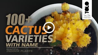 100+ Types of Cactus with Names | Beautiful Indoor Cactus \u0026 Succulents