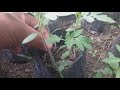 टमटरको बिरुवा उमार्ने तरिका tomato farming