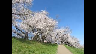 Separation levee. Cherry trees in full bloom. Cherry blossoms in Japan.